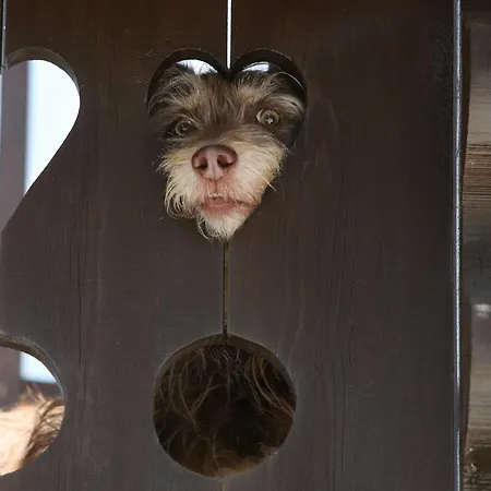 Mooserhof - Für Hunde Mit Ihren Menschen Apartamento *