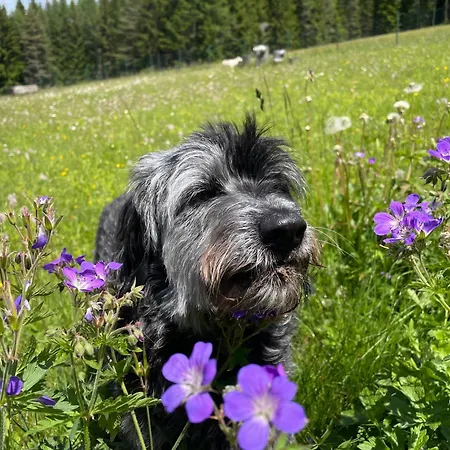 Apartment Mooserhof - Fuer Hunde Mit Ihren Menschen
