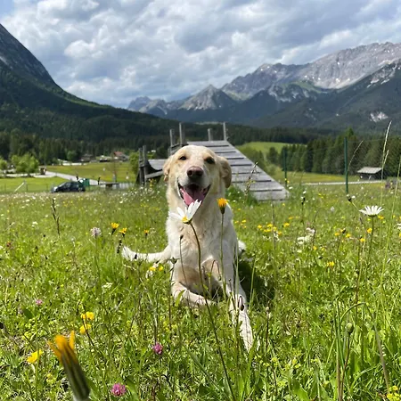 Mooserhof - Für Hunde Mit Ihren Menschen *